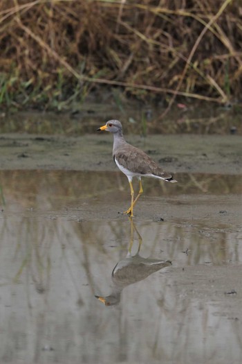 Grey-headed Lapwing 長岡京市 Sun, 7/30/2017