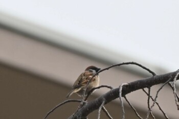 2022年3月9日(水) 宝梅の野鳥観察記録