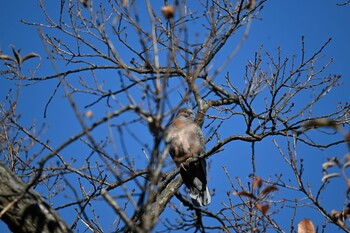 Oriental Turtle Dove 三溪園 Tue, 1/4/2022