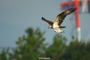 Osprey Unknown Spots Mon, 10/9/2017