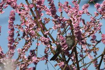 ヒヨドリ 三田台公園 2022年3月5日(土)