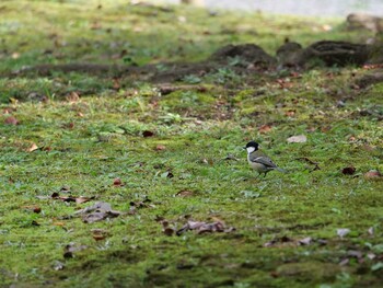 シジュウカラ 浜離宮恩賜庭園 2021年11月16日(火)