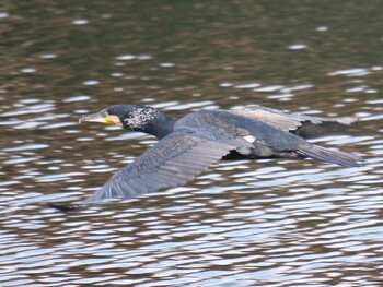 カワウ 浜離宮恩賜庭園 2021年11月16日(火)