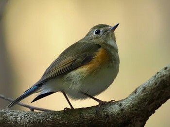 2022年3月8日(火) 不動ヶ池の野鳥観察記録