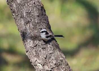 エナガ 郷土の森公園(府中市) 2022年3月9日(水)