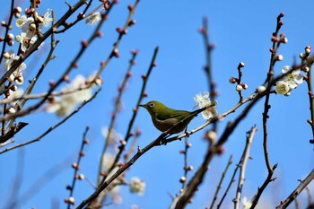 Warbling White-eye 郷土の森公園(府中市) Wed, 3/9/2022