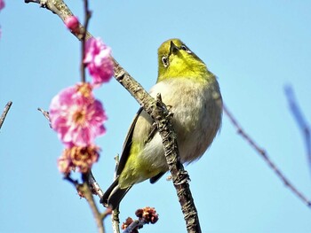 2022年3月9日(水) 舞岡公園の野鳥観察記録