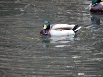 Mallard 明治神宮北池 Wed, 3/9/2022