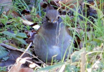 Pale Thrush 明治神宮北池 Wed, 3/9/2022