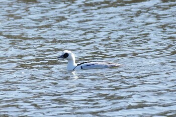 2022年2月5日(土) まつぶし緑の丘公園の野鳥観察記録