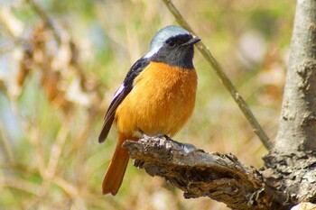 2022年3月9日(水) ふれあい松戸川の野鳥観察記録