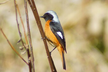 Daurian Redstart ふれあい松戸川 Wed, 3/9/2022