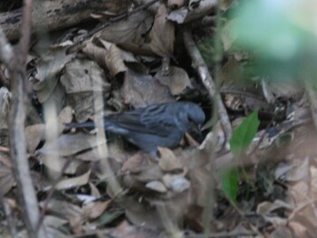 Grey Bunting 横浜自然観察の森 Wed, 3/9/2022