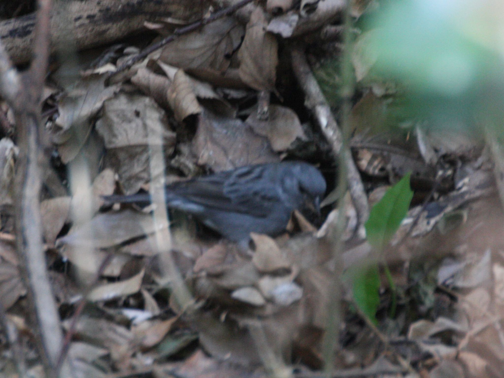 Photo of Grey Bunting at 横浜自然観察の森 by ささりん