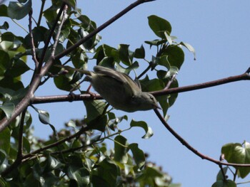 Japanese Bush Warbler 横浜自然観察の森 Wed, 3/9/2022