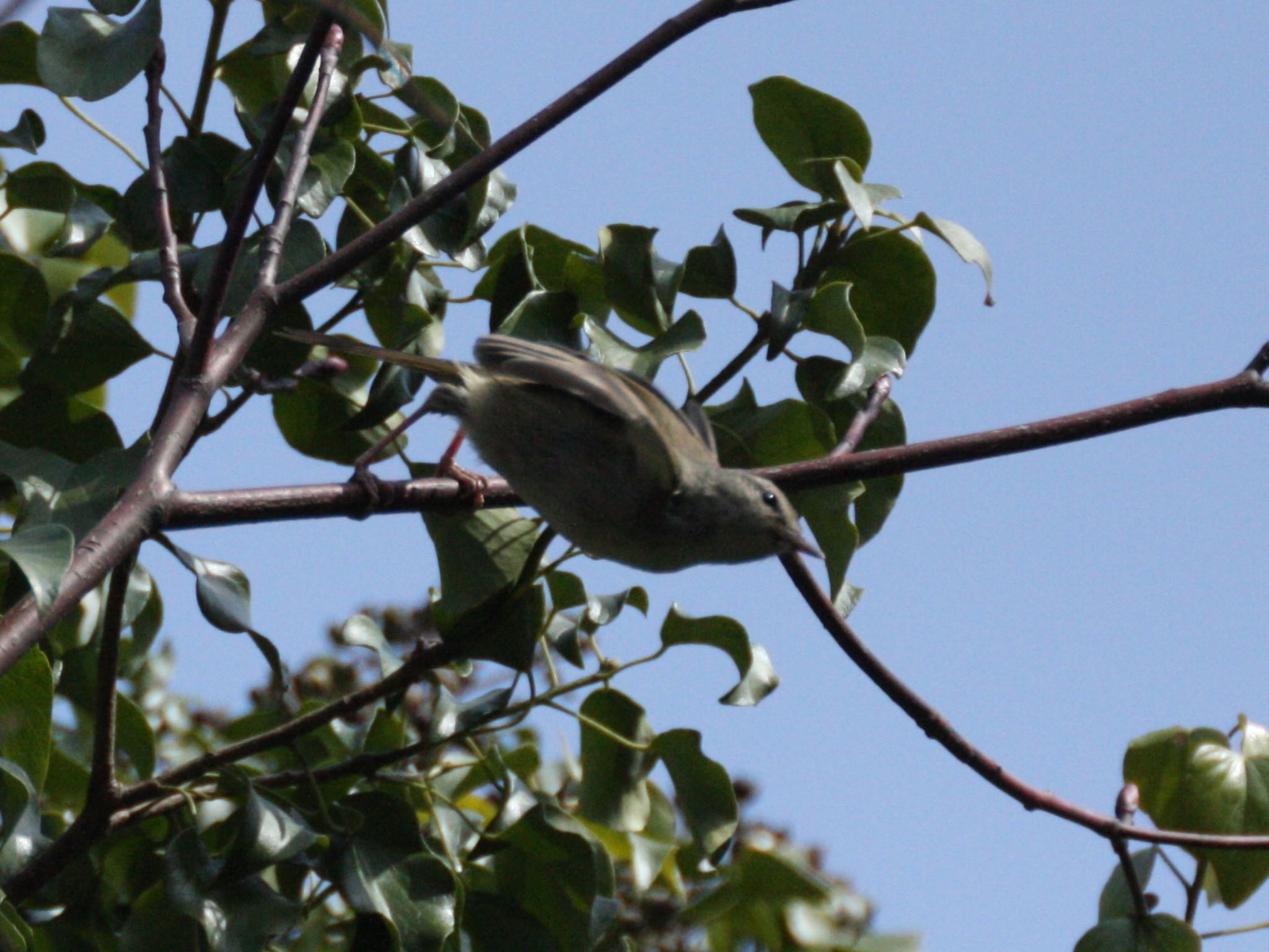 Photo of Japanese Bush Warbler at 横浜自然観察の森 by ささりん