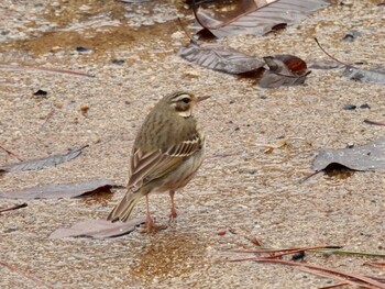 2022年3月6日(日) 岡山県の野鳥観察記録