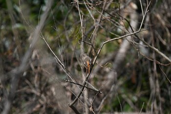 Daurian Redstart 渡瀬遊水池 Tue, 2/22/2022