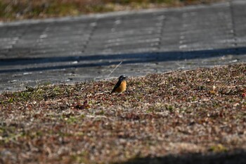 Daurian Redstart 渡瀬遊水池 Tue, 2/22/2022