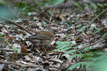 Pale Thrush 鹿島神宮 Sat, 2/5/2022