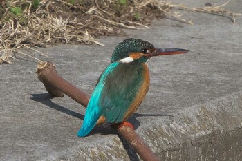 カワセミ 池子の森自然公園 2022年3月9日(水)