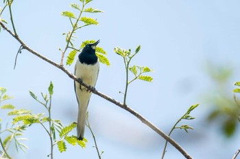 Japanese Wagtail Mikiyama Forest Park Sat, 5/20/2017