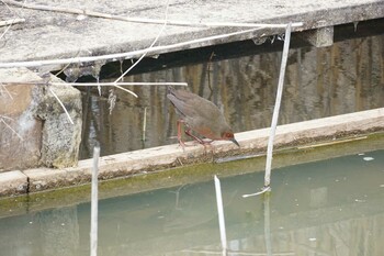 ヒクイナ 馬見丘陵公園 2022年3月9日(水)