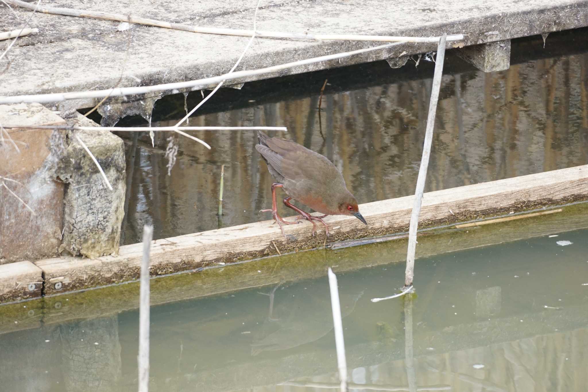 Photo of Ruddy-breasted Crake at 馬見丘陵公園 by mmm