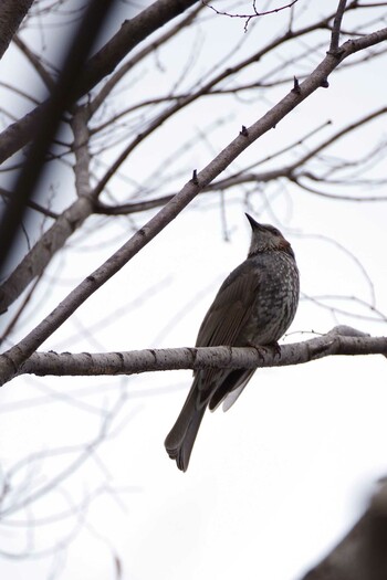 2022年3月9日(水) 耳原公園の野鳥観察記録