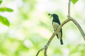 Blue-and-white Flycatcher Mikiyama Forest Park Sat, 5/20/2017