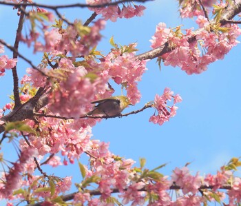 シチトウメジロ 三宅島 2022年2月27日(日)