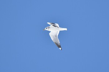 Common Gull 石狩川河口 Wed, 3/9/2022