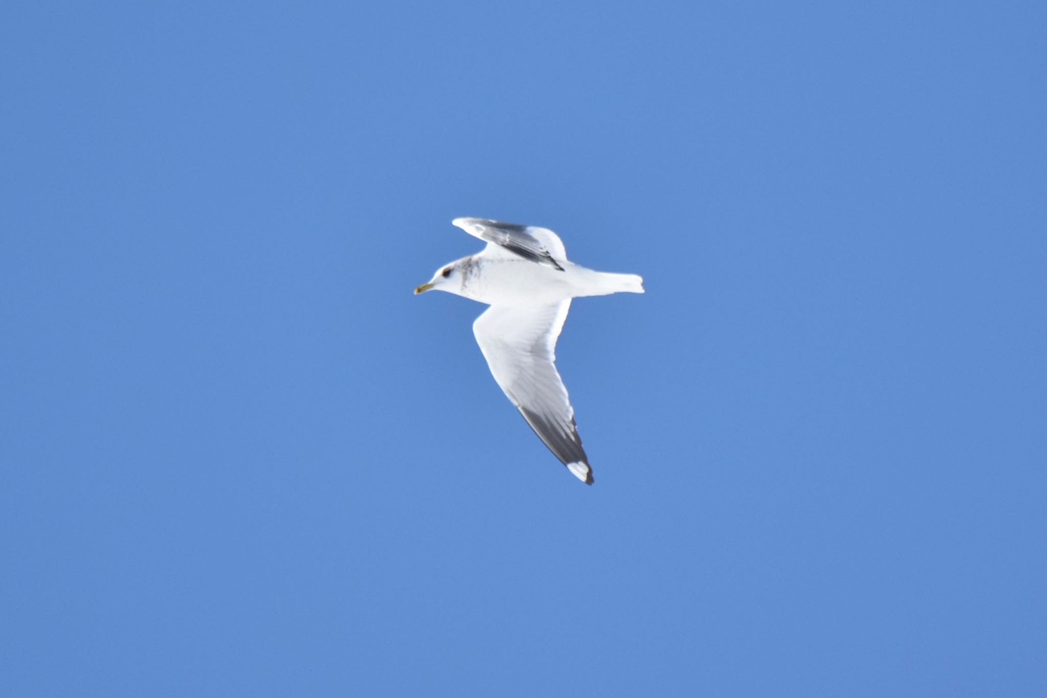 Photo of Common Gull at 石狩川河口 by yu