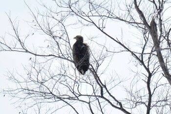 White-tailed Eagle 石狩川河口 Wed, 3/9/2022