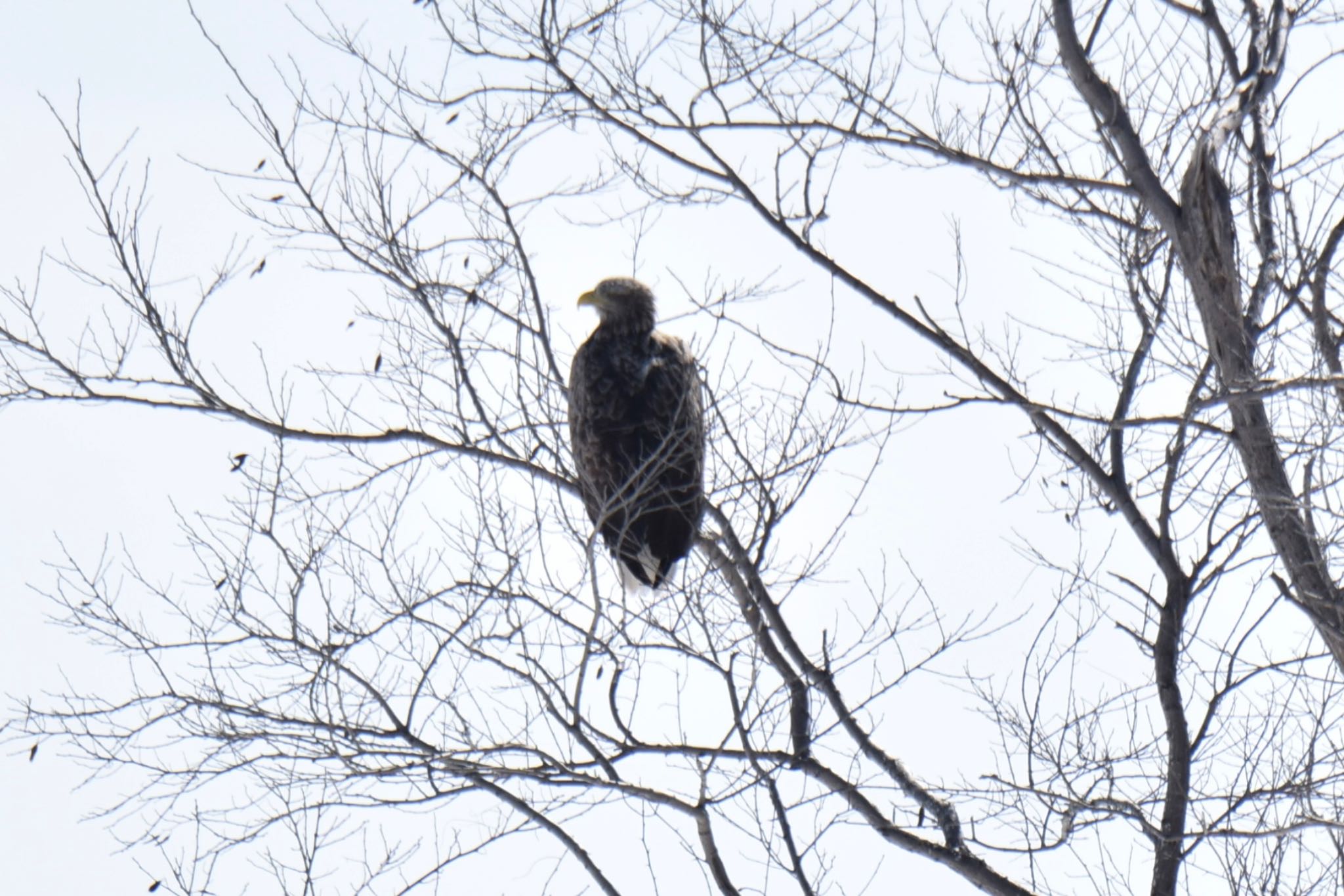 White-tailed Eagle