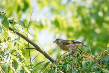 Grey-capped Greenfinch Mikiyama Forest Park Sat, 5/20/2017