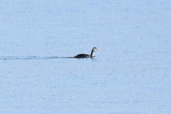 Great Crested Grebe 石狩川河口 Wed, 3/9/2022