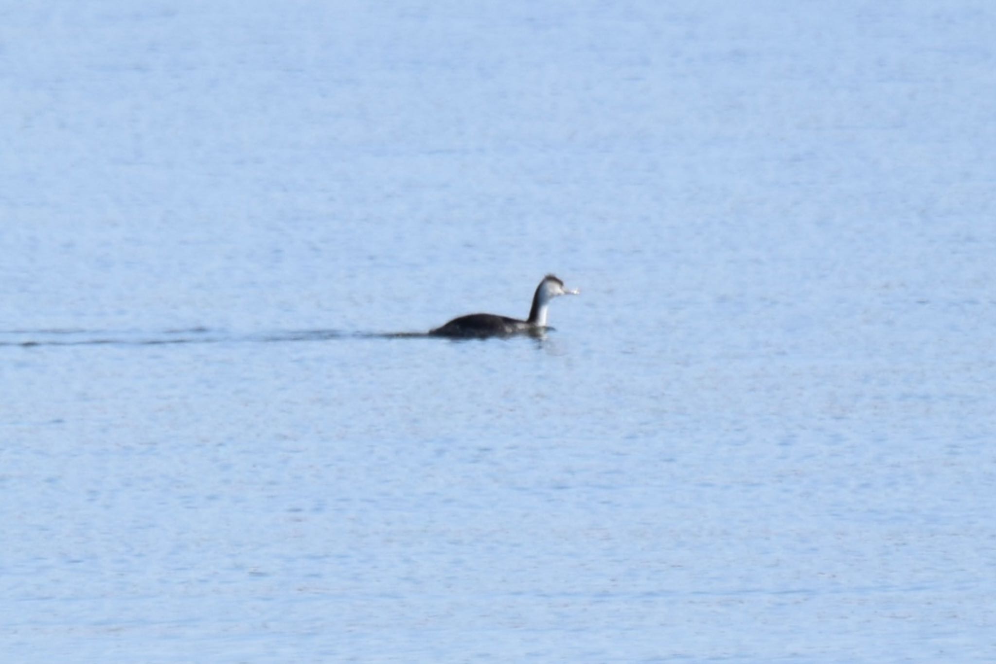 Photo of Great Crested Grebe at 石狩川河口 by yu