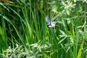 Japanese Tit Mikiyama Forest Park Thu, 6/1/2017