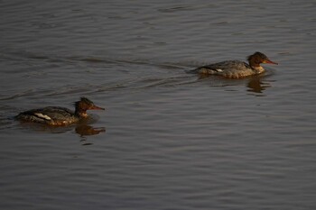 Red-breasted Merganser 斐伊川河口 Wed, 3/9/2022