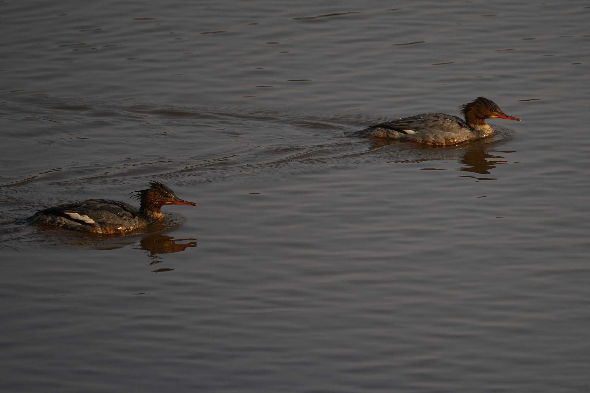 Photo of Red-breasted Merganser at 斐伊川河口 by ひらも