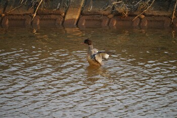 Red-breasted Merganser 斐伊川河口 Wed, 3/9/2022