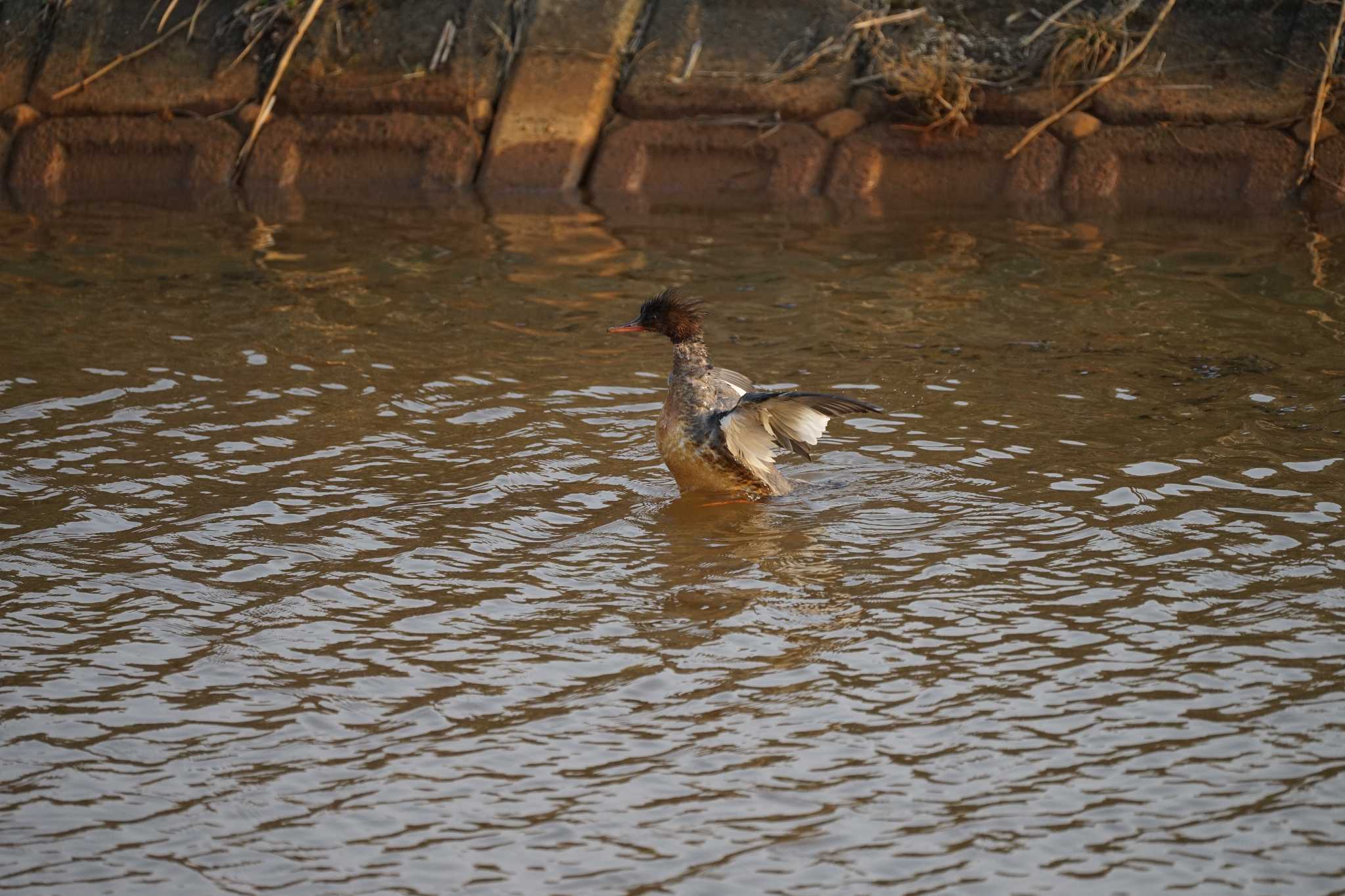 Red-breasted Merganser