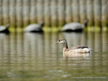 Little Grebe 勝盛公園 Tue, 3/8/2022