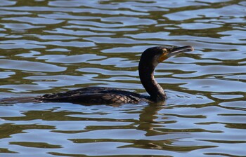 カワウ まつぶし緑の丘公園 2021年10月23日(土)