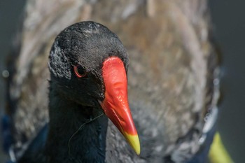 Common Moorhen Mikiyama Forest Park Sat, 6/17/2017