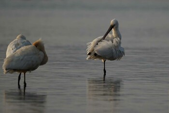 Eurasian Spoonbill 斐伊川河口 Wed, 3/9/2022