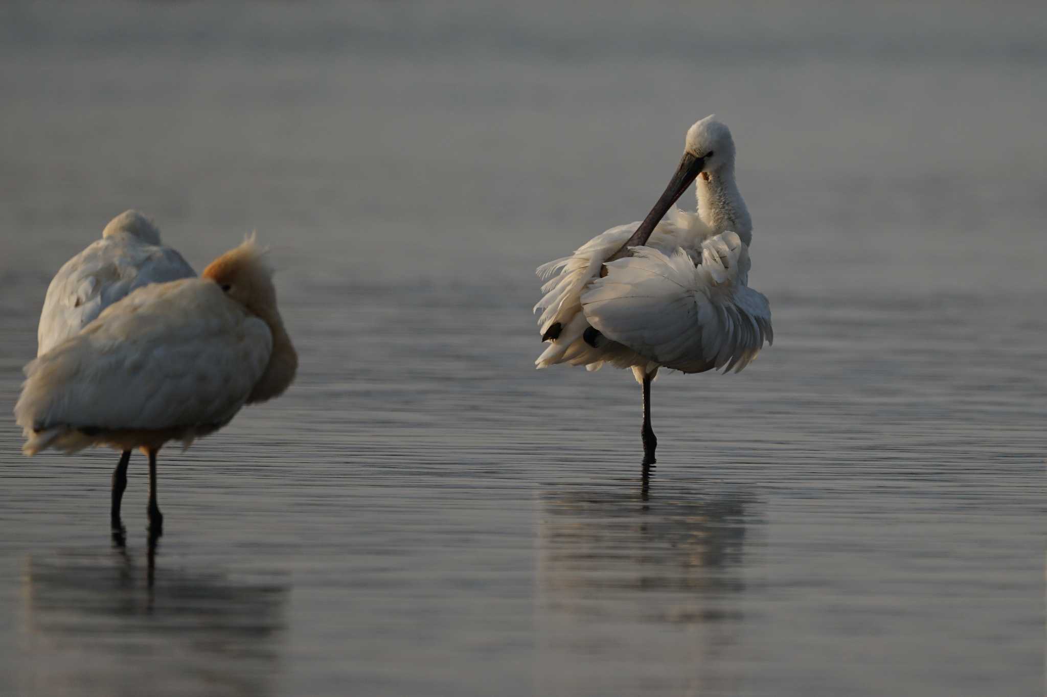 Photo of Eurasian Spoonbill at 斐伊川河口 by ひらも