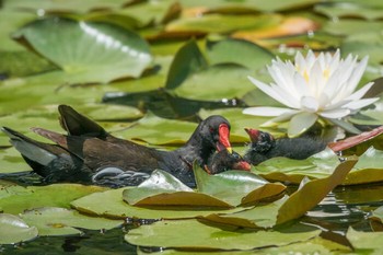 Common Moorhen Mikiyama Forest Park Sat, 6/17/2017