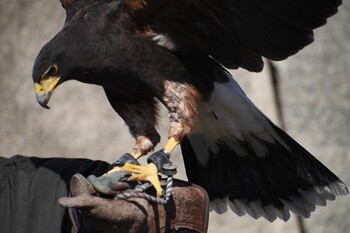 Harris's Hawk Osaka castle park Sun, 3/6/2022